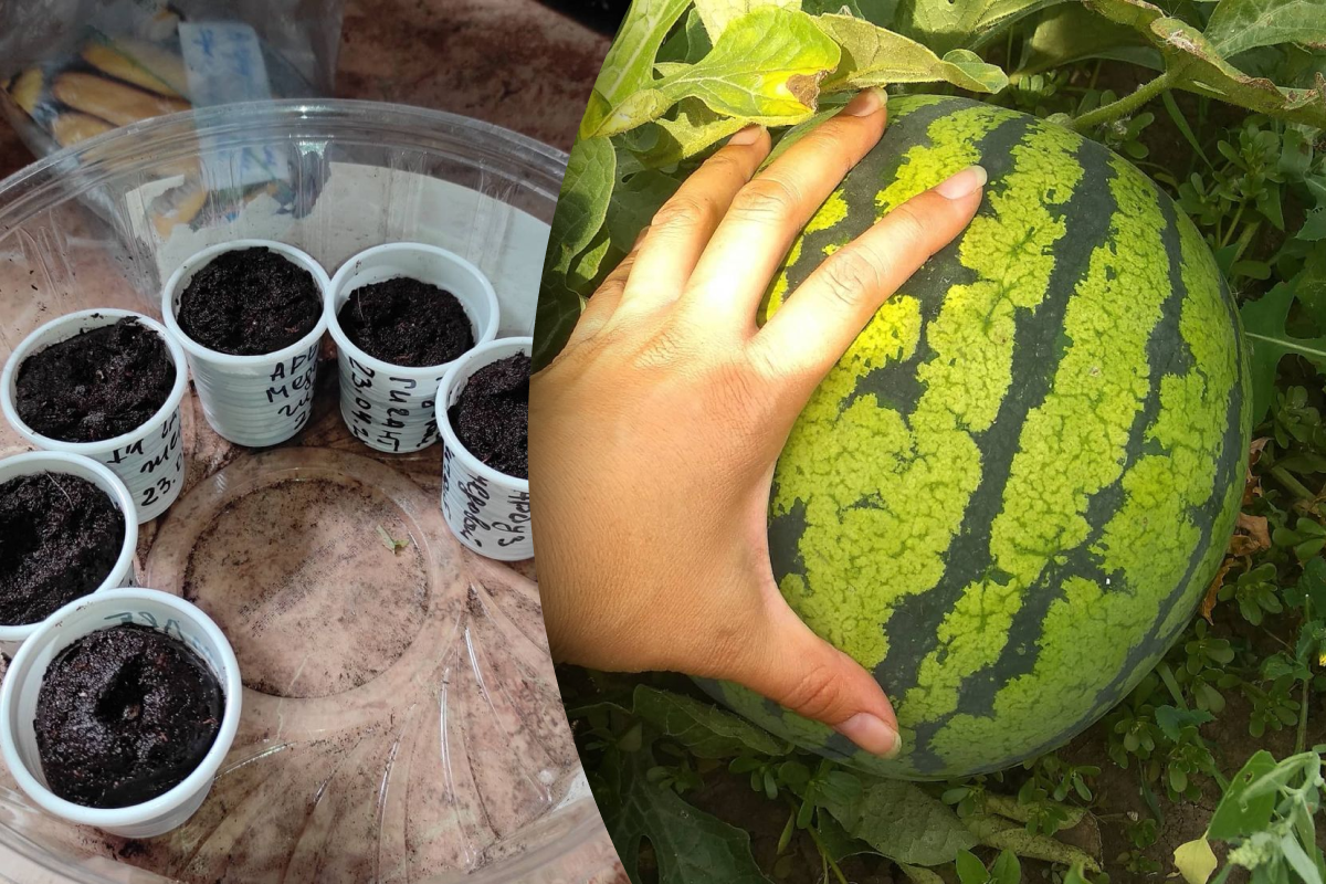 Как правильно выращивать арбузы в домашних условиях - как вырастить арбуз -Главред